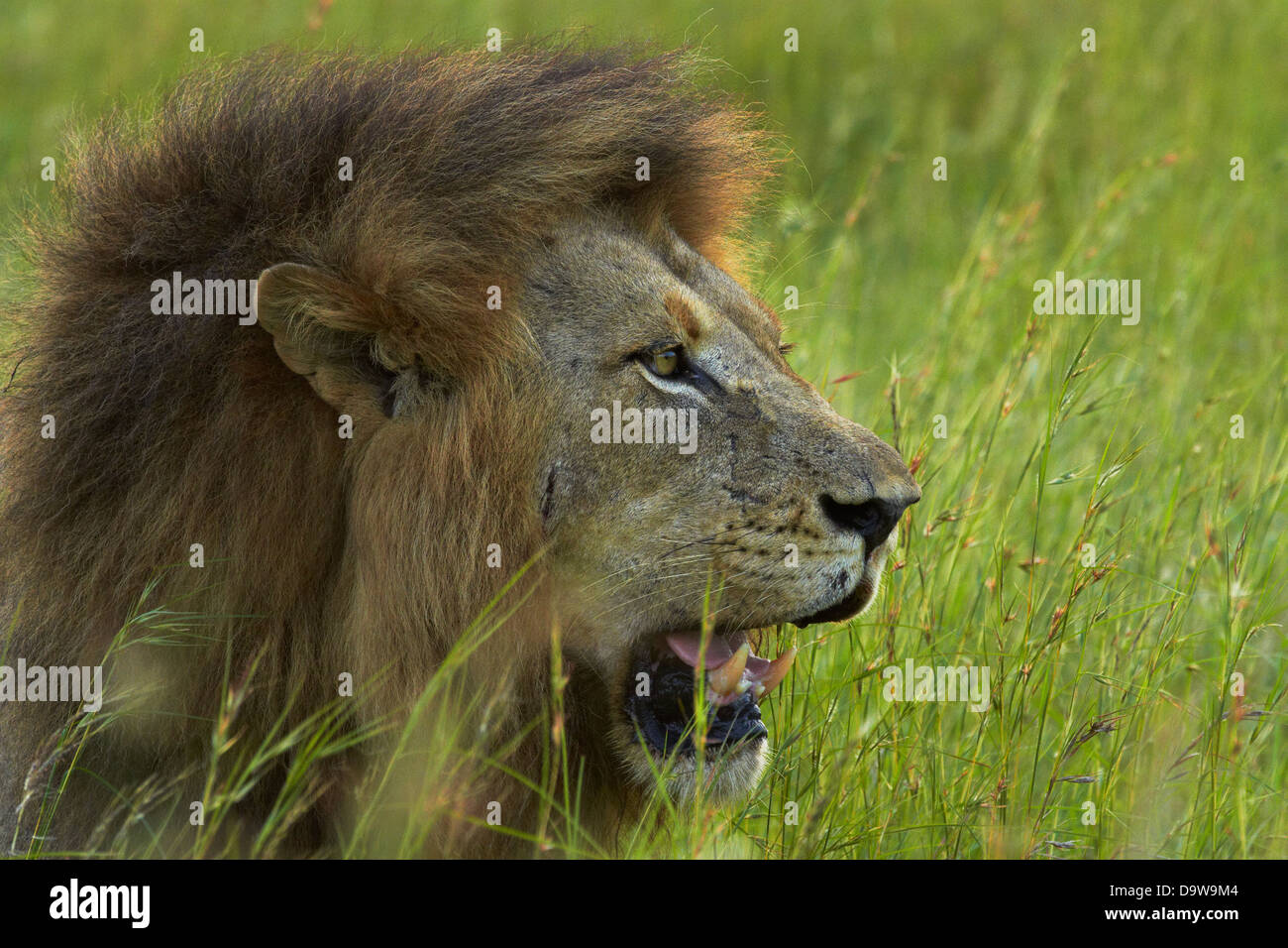 Männlicher Löwe (Panthera Leo), Krüger Nationalpark, Südafrika Stockfoto