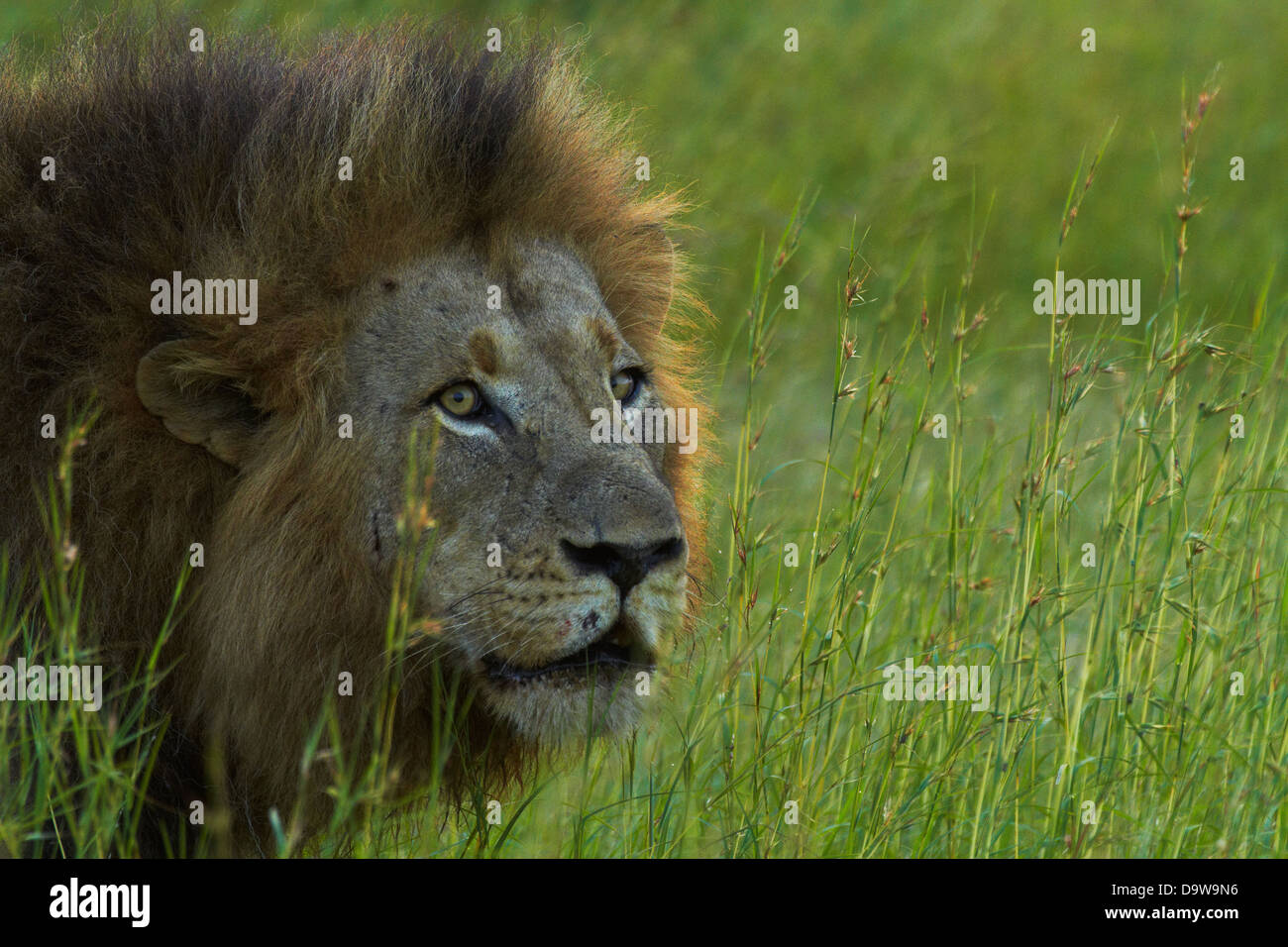Männlicher Löwe (Panthera Leo), Krüger Nationalpark, Südafrika Stockfoto