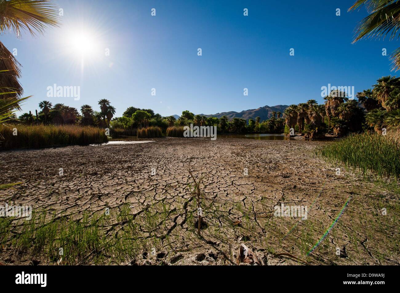 26. Juni 2013 - Tucson, Arizona, Vereinigte Staaten von Amerika - Jahre der Dürre verursacht Wasserstände an Agua Caliente in Tucson, Arizona, extrem niedrige Niveaus ablegen.  Dem Hauptsee, sowie ein weiterer Überlauf sind eine natürliche Quelle, saisonalen Regenfälle und Schneeschmelze Abfluss aus dem nahe gelegenen Rincon Mountains gespeist.  Das Feuchtgebiet wurde im Rückgang seit der Trockenheit 2003-2004 nach dem Park Booster Board.  Pima County, der Park-Manager hat die Pumpen 55.000 Gallonen Wasser pro Tag in den See, die versuchen, es zu halten vor dem völlig austrocknen, aber heißer, trockener Jahre scheinen die Ba zu gewinnen Stockfoto