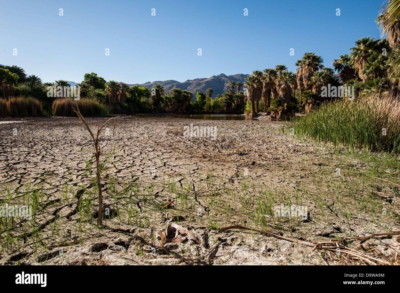 26. Juni 2013 - Tucson, Arizona, Vereinigte Staaten von Amerika - Jahre der Dürre verursacht Wasserstände an Agua Caliente in Tucson, Arizona, extrem niedrige Niveaus ablegen.  Dem Hauptsee, sowie ein weiterer Überlauf sind eine natürliche Quelle, saisonalen Regenfälle und Schneeschmelze Abfluss aus dem nahe gelegenen Rincon Mountains gespeist.  Das Feuchtgebiet wurde im Rückgang seit der Trockenheit 2003-2004 nach dem Park Booster Board.  Pima County, der Park-Manager hat die Pumpen 55.000 Gallonen Wasser pro Tag in den See, die versuchen, es zu halten vor dem völlig austrocknen, aber heißer, trockener Jahre scheinen die Ba zu gewinnen Stockfoto
