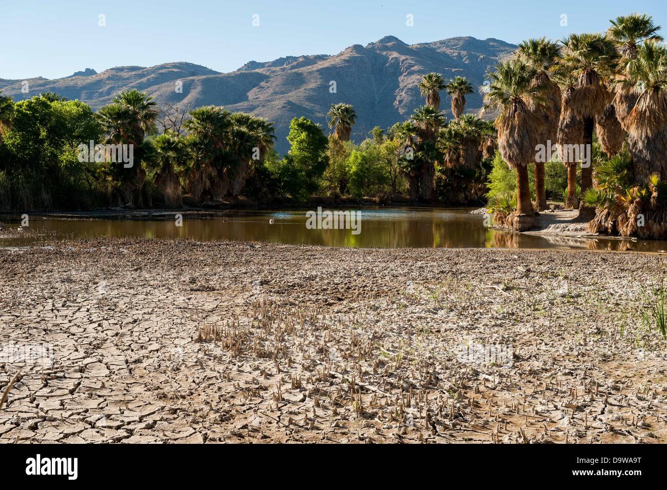 26. Juni 2013 - Tucson, Arizona, Vereinigte Staaten von Amerika - Jahre der Dürre verursacht Wasserstände an Agua Caliente in Tucson, Arizona, extrem niedrige Niveaus ablegen.  Dem Hauptsee, sowie ein weiterer Überlauf sind eine natürliche Quelle, saisonalen Regenfälle und Schneeschmelze Abfluss aus dem nahe gelegenen Rincon Mountains gespeist.  Das Feuchtgebiet wurde im Rückgang seit der Trockenheit 2003-2004 nach dem Park Booster Board.  Pima County, der Park-Manager hat die Pumpen 55.000 Gallonen Wasser pro Tag in den See, die versuchen, es zu halten vor dem völlig austrocknen, aber heißer, trockener Jahre scheinen die Ba zu gewinnen Stockfoto