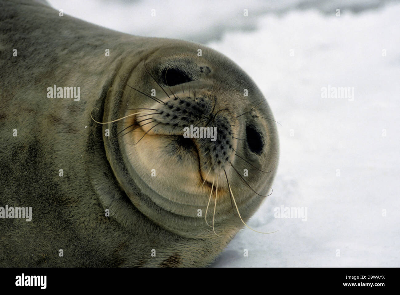 Antarktis, South Shetland ist King George Island, Lion es Rump, Weddell Seal Portrait Stockfoto
