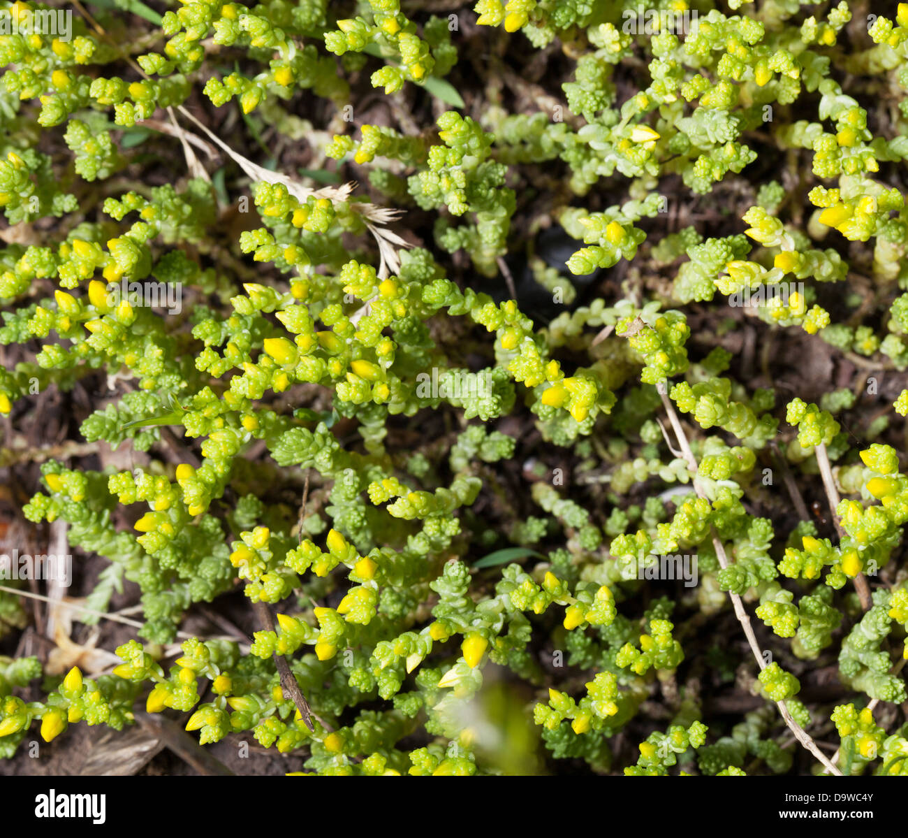Grünpflanze Hintergrund. Junge Kräuter. Stockfoto