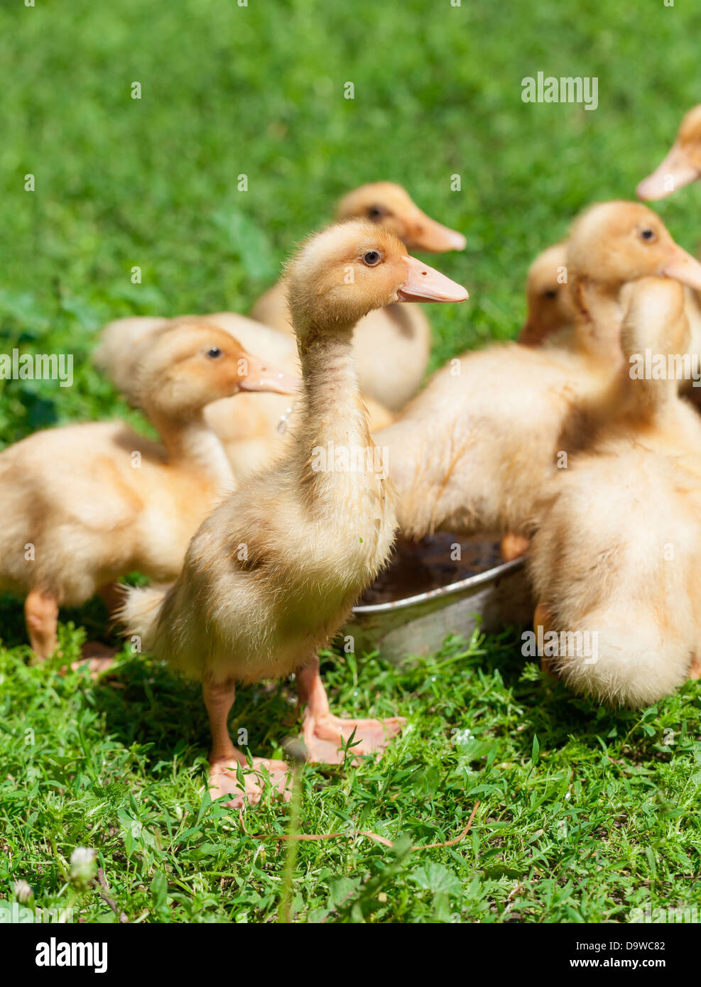 Küken kleine Entenküken auf Rasen Stockfoto