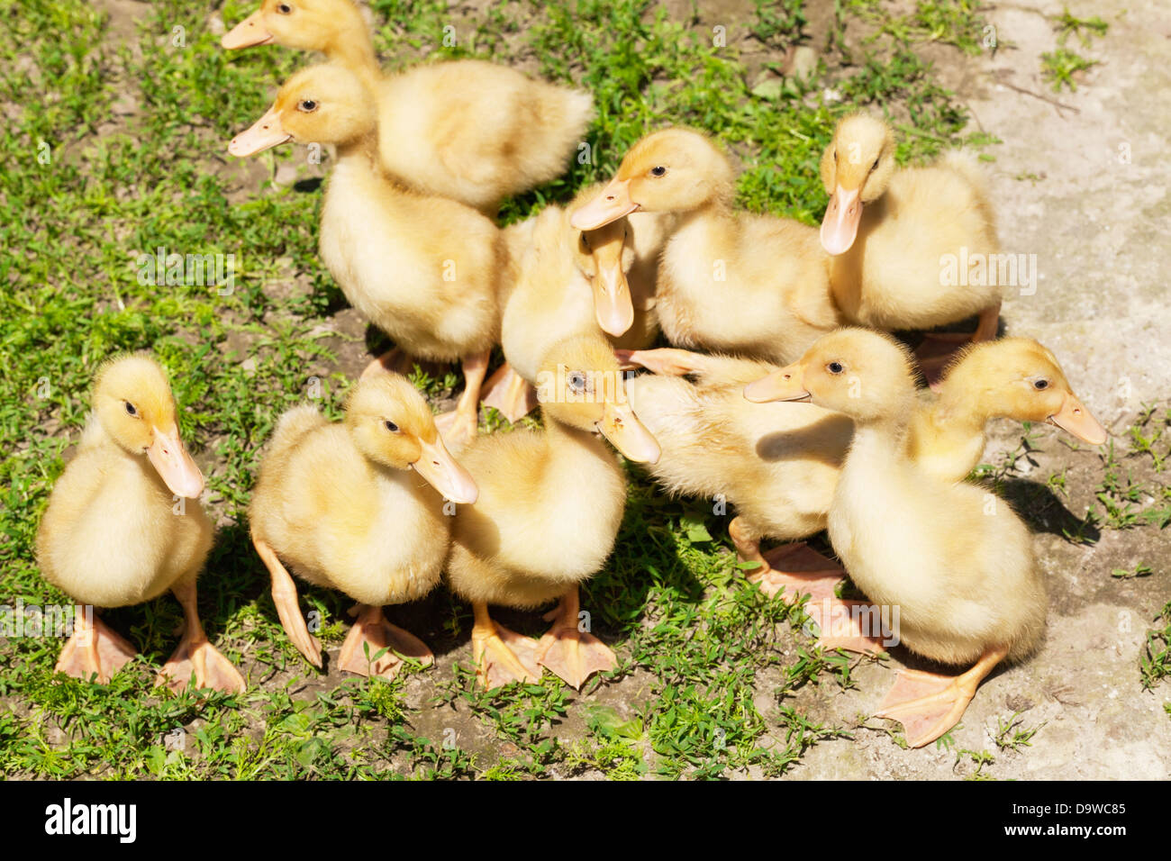 Küken kleine Entenküken auf Rasen Stockfoto