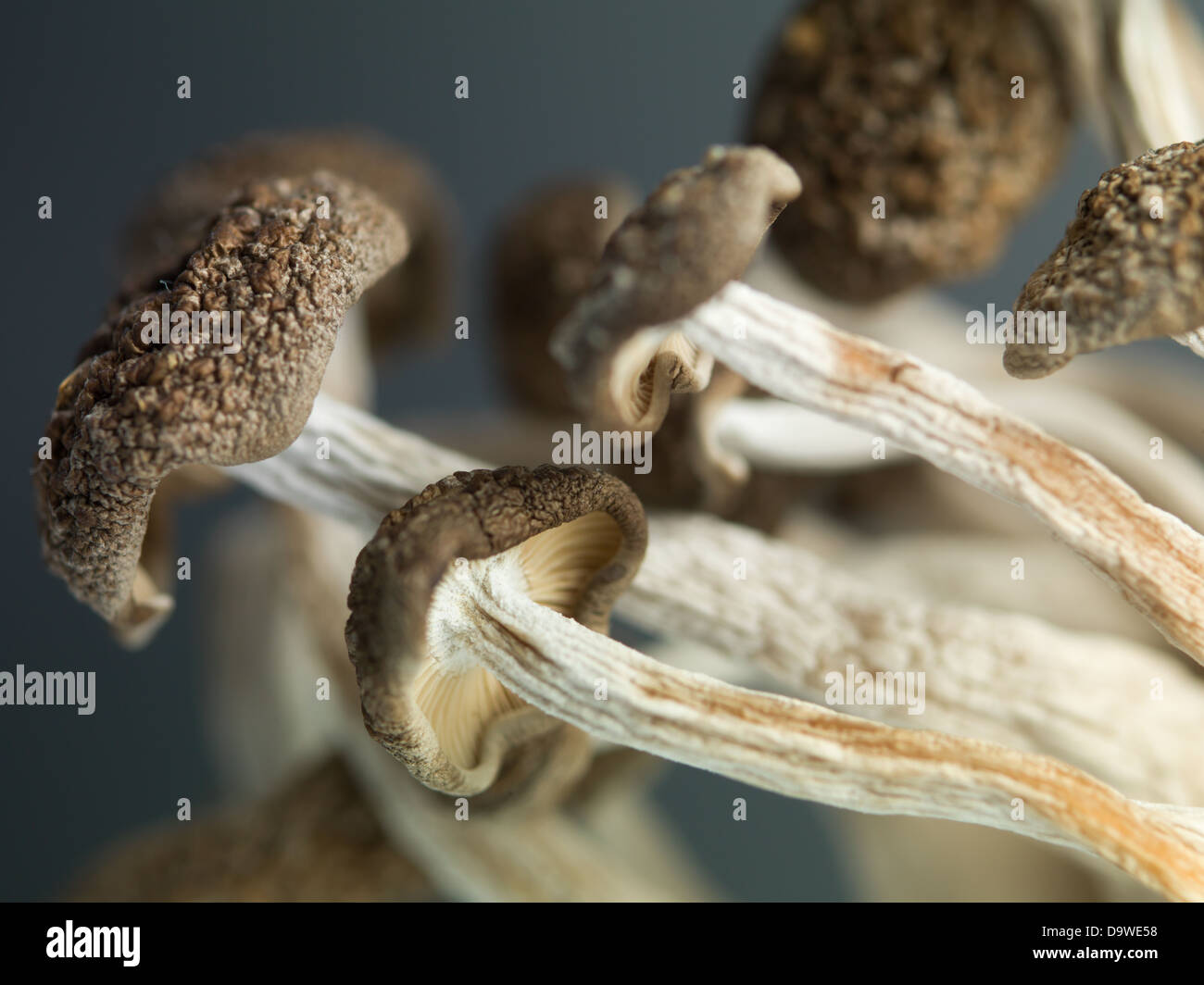 konzeptionelle Nahaufnahme Seitenansicht von einer Garbe Enoki-Pilze mit braunen Kappen und langen, dünnen Stielen vor einem dunklen Hintergrund Stockfoto