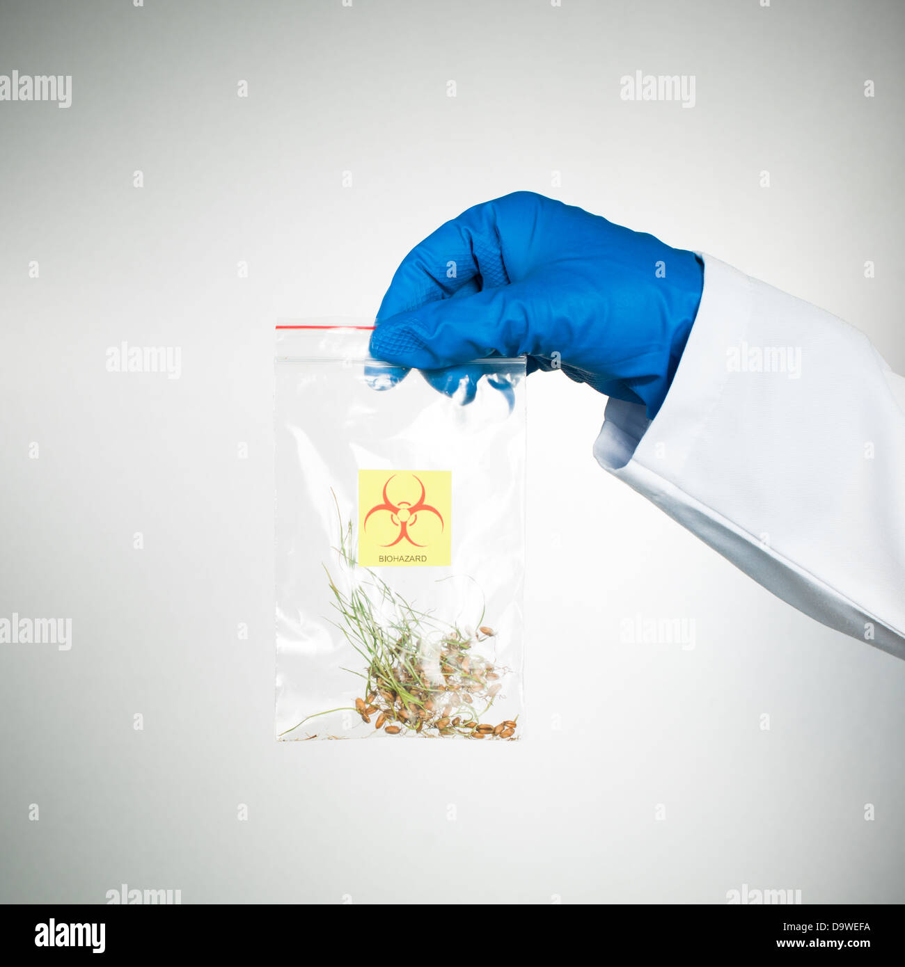 hellen Hintergrund mit einer Tasche mit der Bezeichnung Bio gefährlich gehalten, enthält eine kontaminierte Probe der Ernte, von einer Hand in blauen Rugger Handschuhe und einen weißen Kittel Stockfoto
