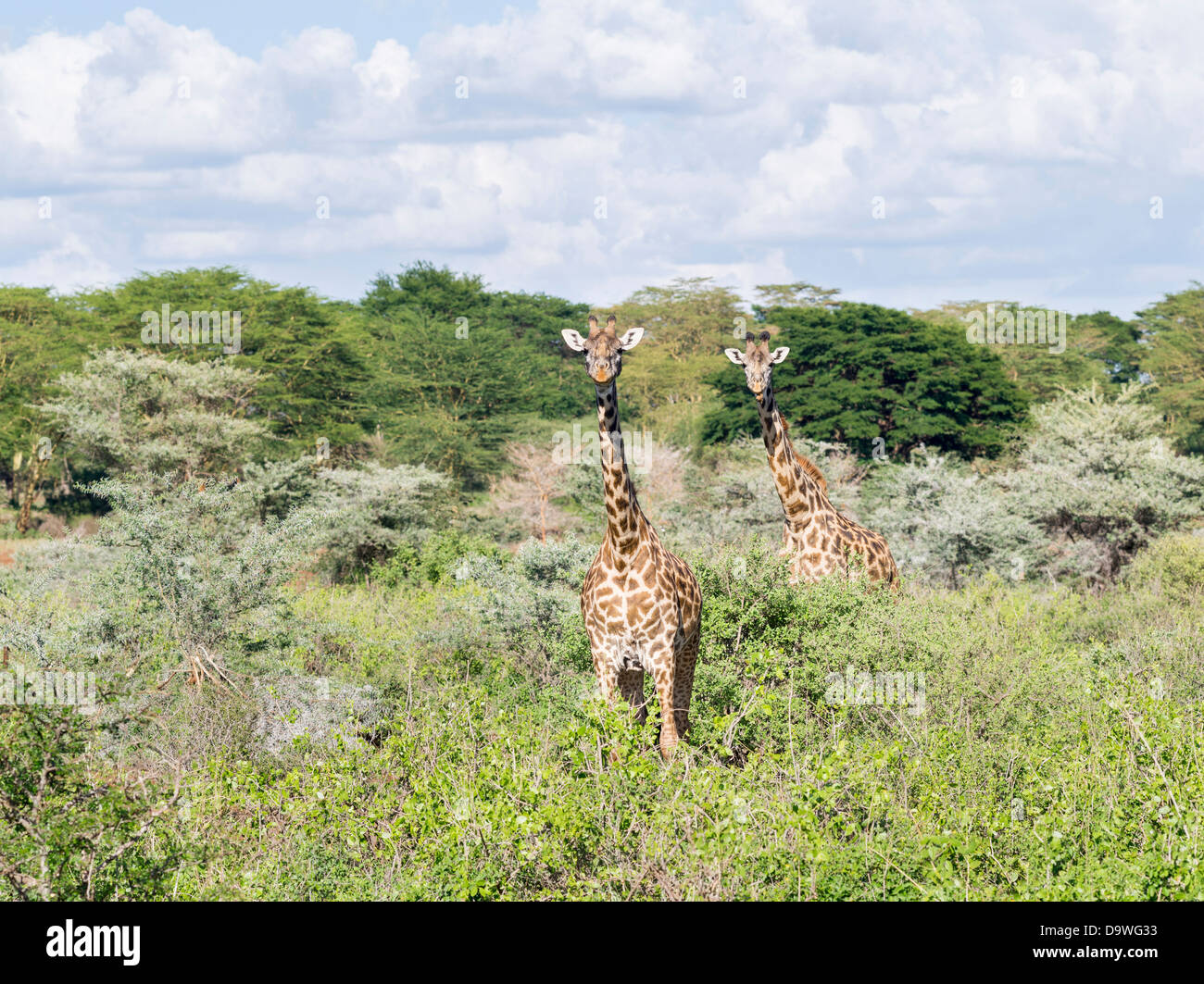 Maasai Giraffe (Giraffa Plancius Tippelskirchi) in den Tsavo West Nationalpark, Kenia, Afrika. Stockfoto