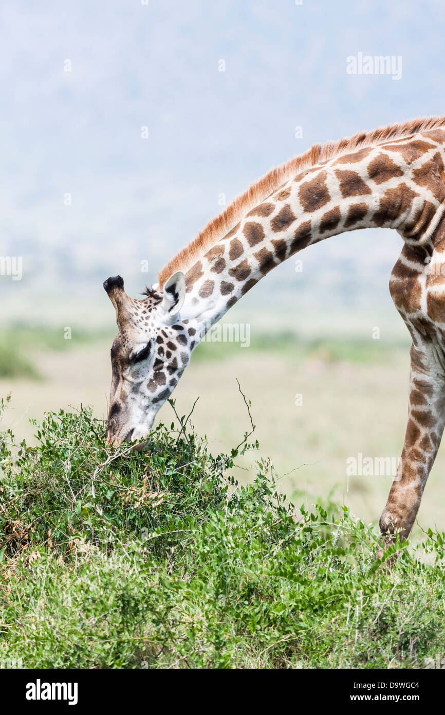 Maasai Giraffe (Giraffa Plancius Tippelskirchi) in der Massai Mara Game Reserve, Kenia, Afrika. Stockfoto