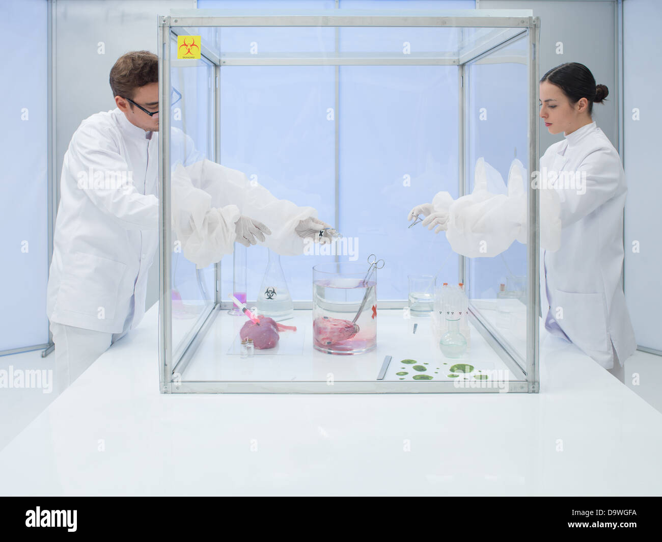 Prüfung einer Fleisch-Probe in einer Sterilität Kammer arbeiten als Team mit dem Mann hält das Fleisch während seiner wo Laboranten Stockfoto