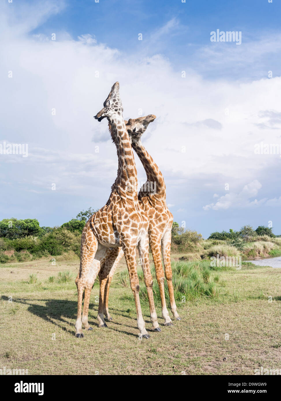 Kenia, Afrika. Zwei bull Maasai Giraffe Einschnürung und anzeigen. Einschnürung herstellt Dominanz. (Großformatige Größen erhältlich). Stockfoto