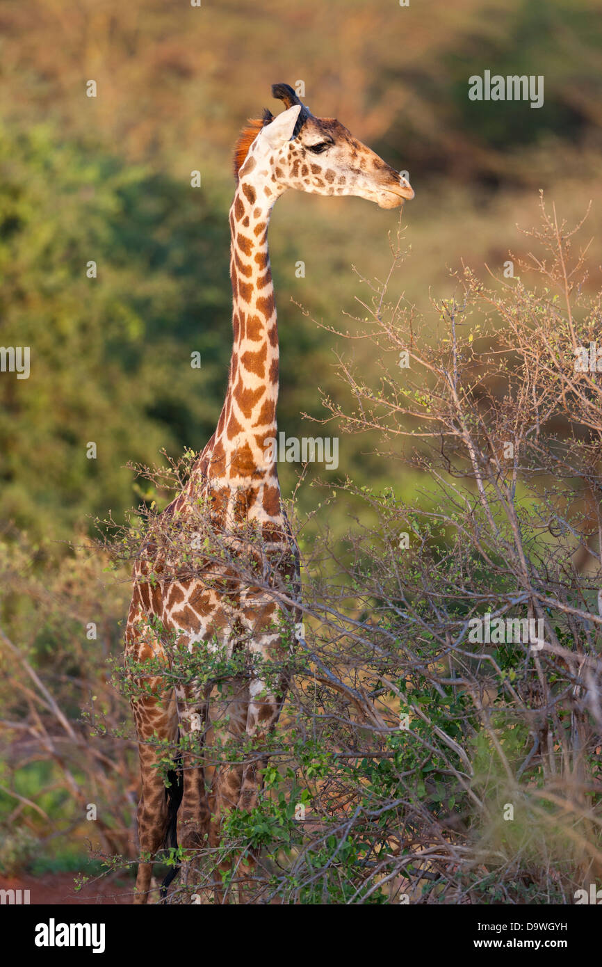 Maasai Giraffe (Giraffa Plancius Tippelskirchi) in den Tsavo West Nationalpark, Kenia, Afrika. Stockfoto