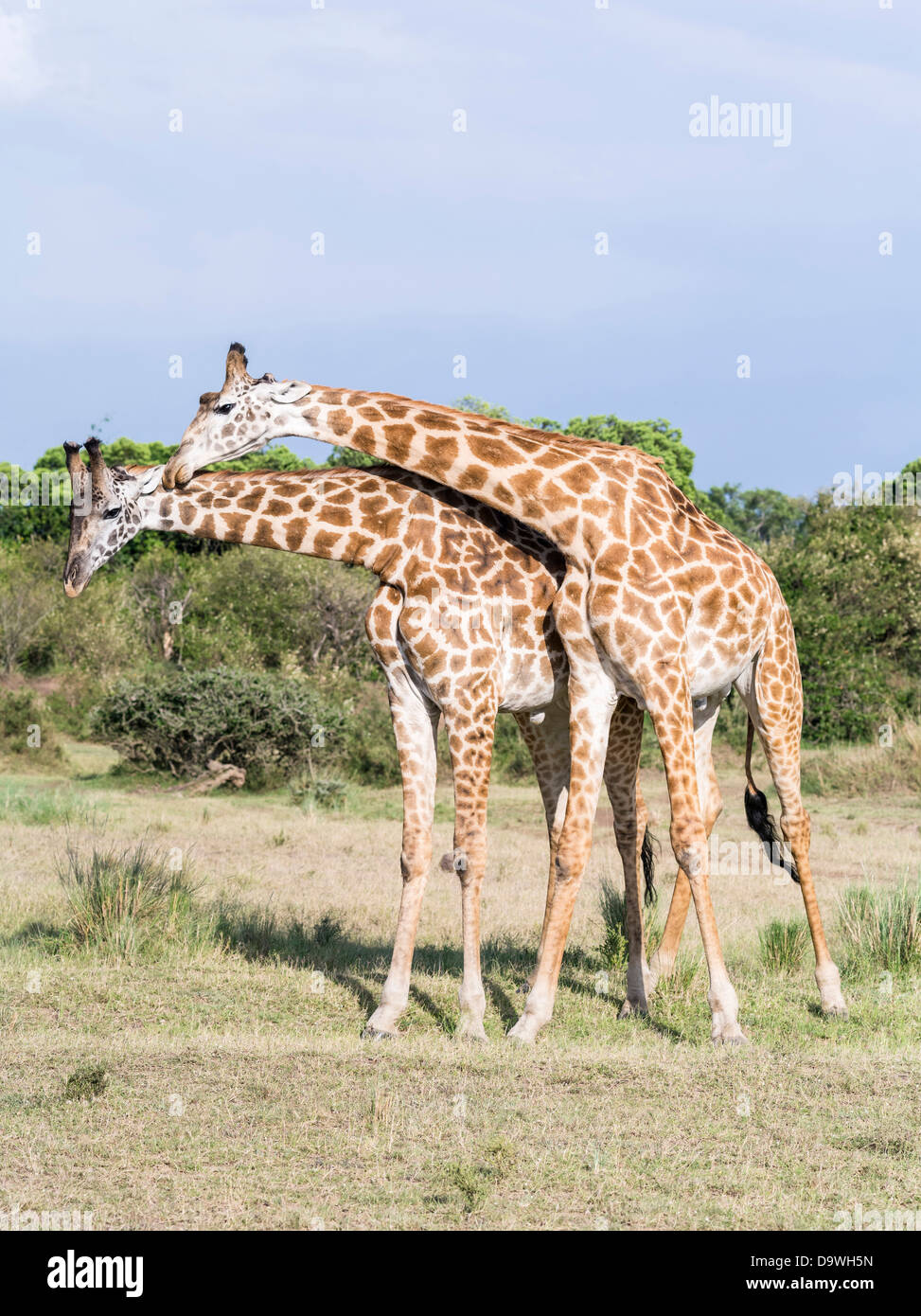 Kenia, Afrika. Zwei bull Maasai Giraffe Einschnürung und anzeigen. Einschnürung herstellt Dominanz. (Großformatige Größen erhältlich). Stockfoto