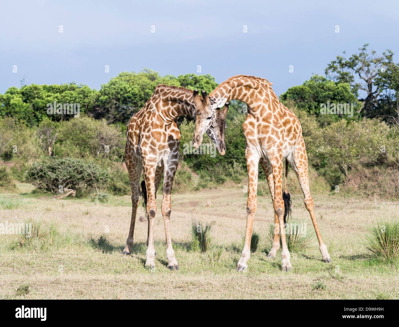 Maasai Giraffe (Giraffa Plancius Tippelskirchi) in die Maasai Mara Wildreservat. Zwei Stiere Einschnürung und anzeigen. Kenia. Stockfoto