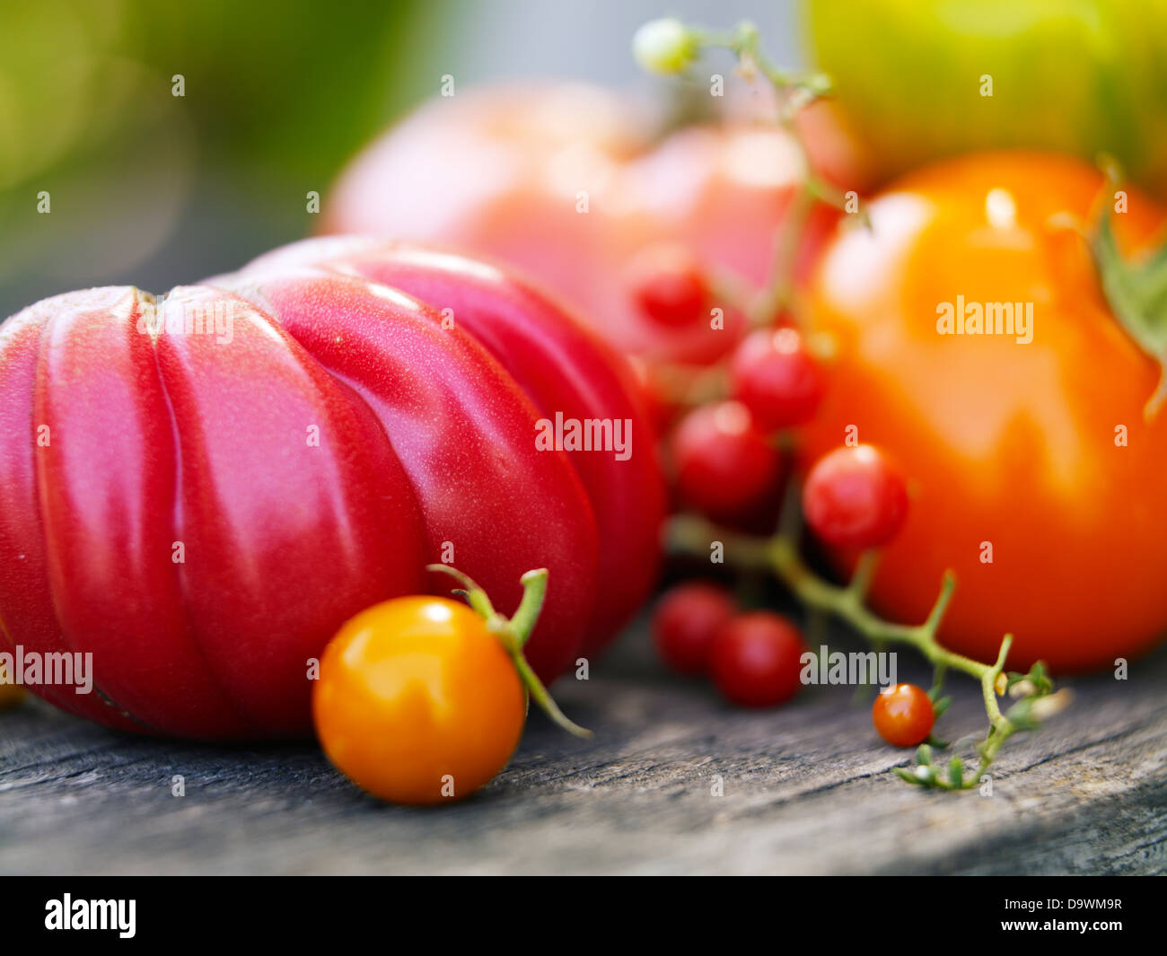 perfekte Tomaten Stockfoto