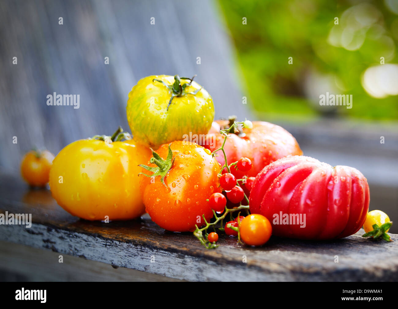 Perfekte Tomaten Stockfoto
