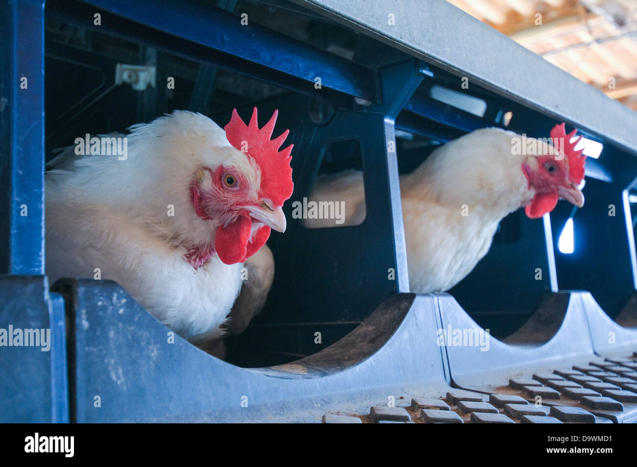Geflügel-Zucht. Hühner und Hähne in einen Stall. Hühner legen befruchtete Eizellen in einer Batterie fotografiert in Israel Stockfoto