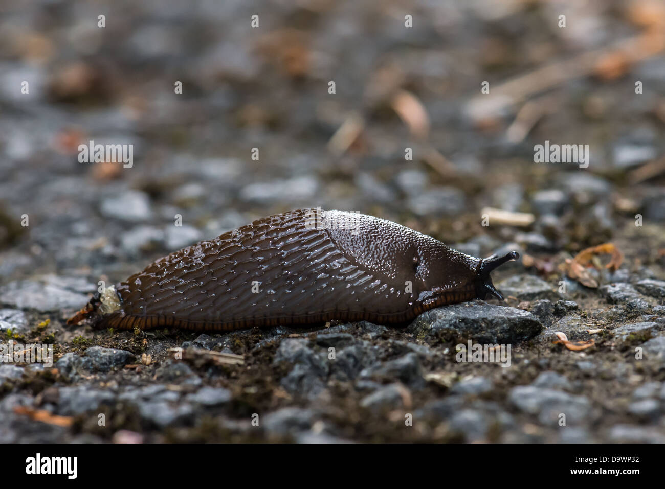 Schnecke hautnah Stockfoto