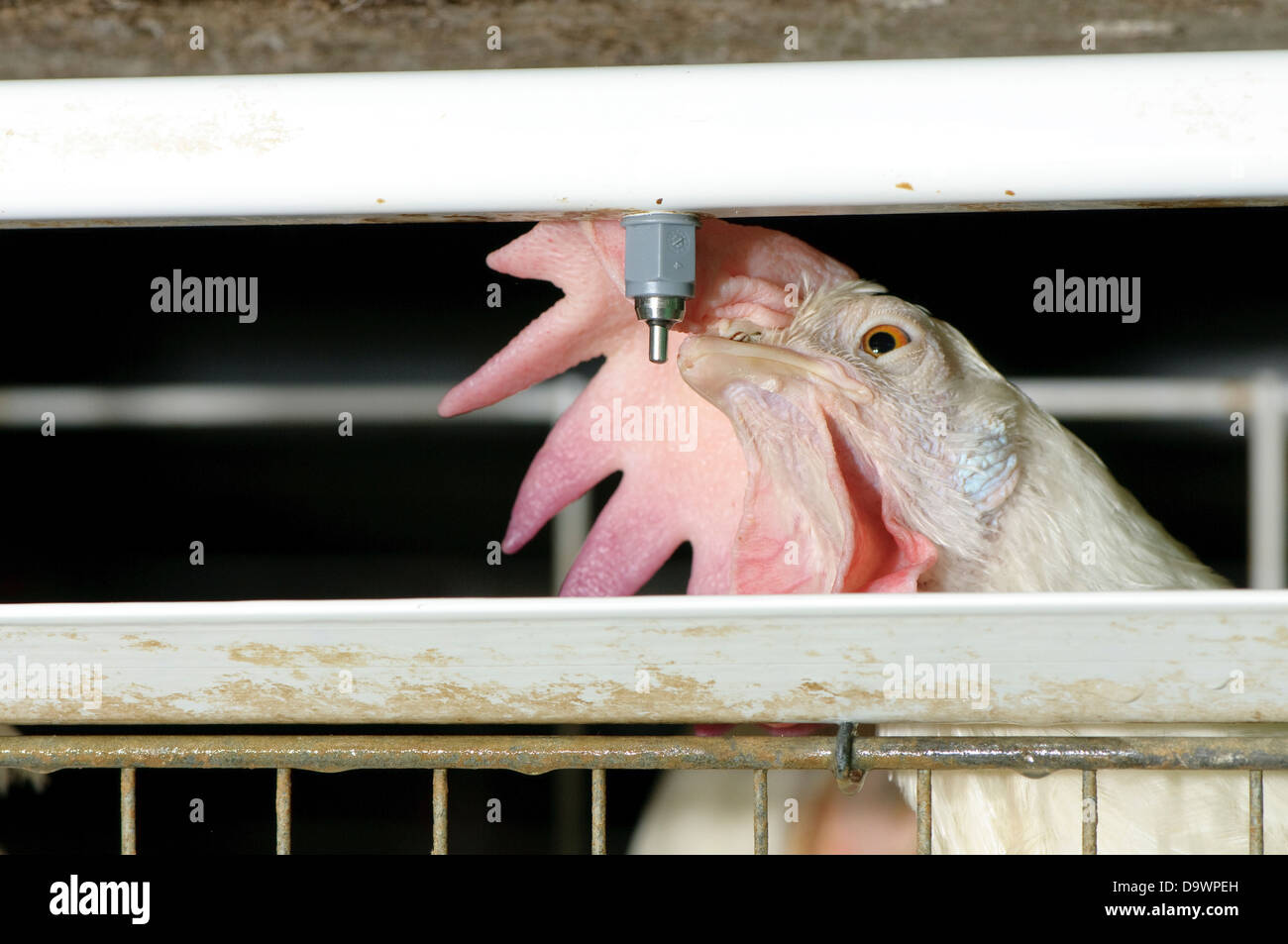 Hen in einer Batterie in einer Chicken Coop-Nahaufnahme Stockfoto