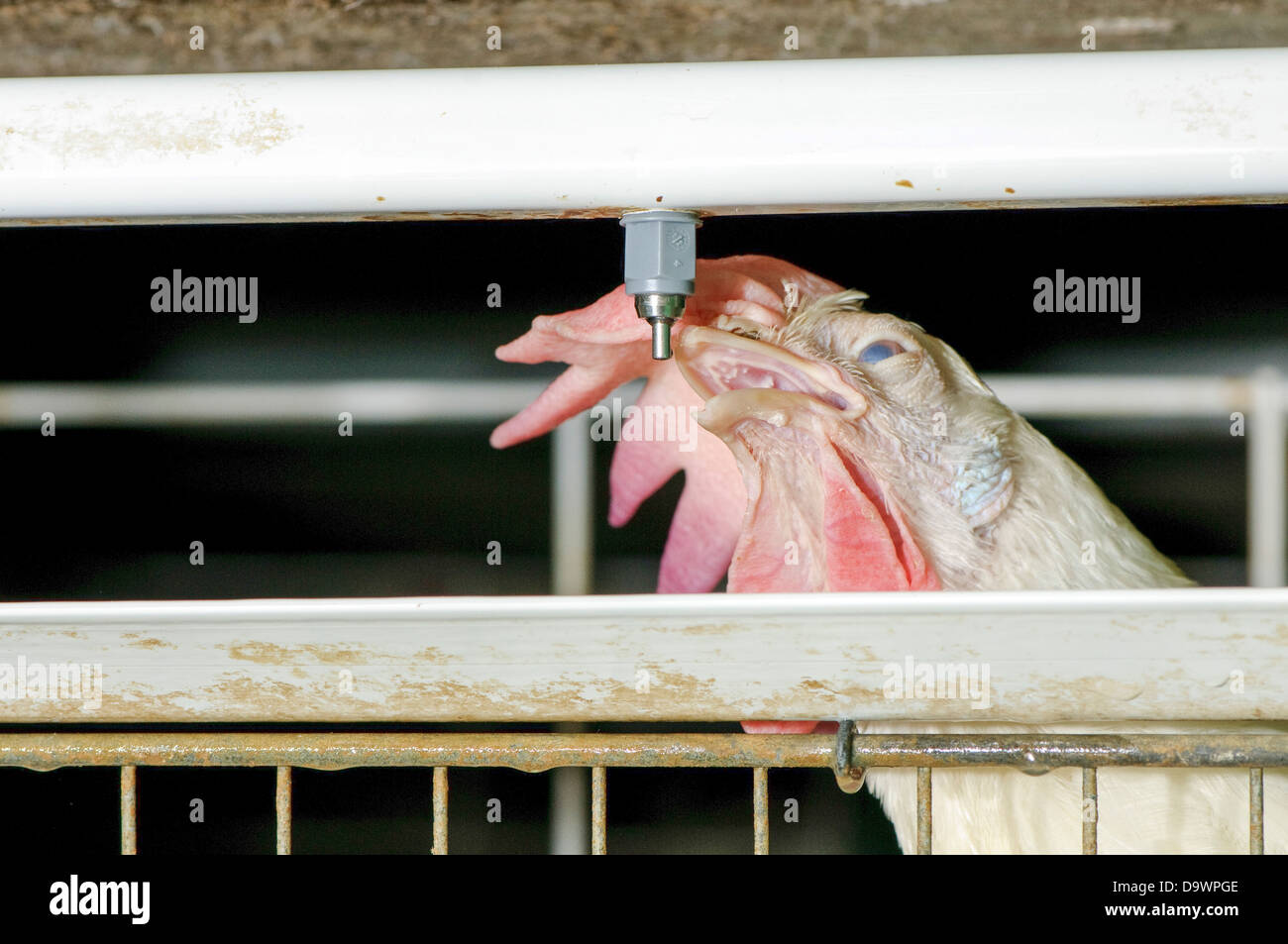 Hen in einer Batterie in einer Chicken Coop-Nahaufnahme Stockfoto