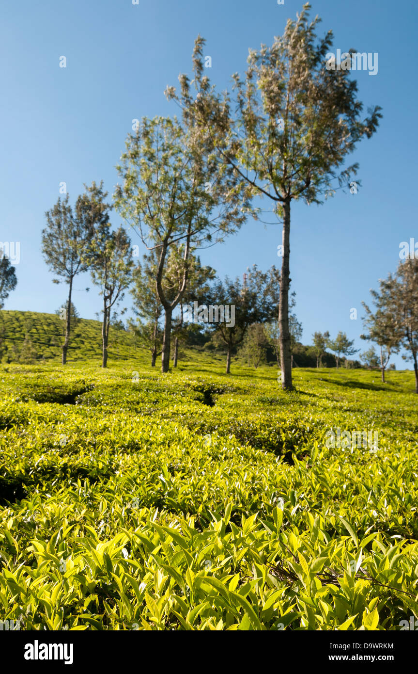 Grüner Teepflanzen in Teeplantagen von Munnar Stockfoto