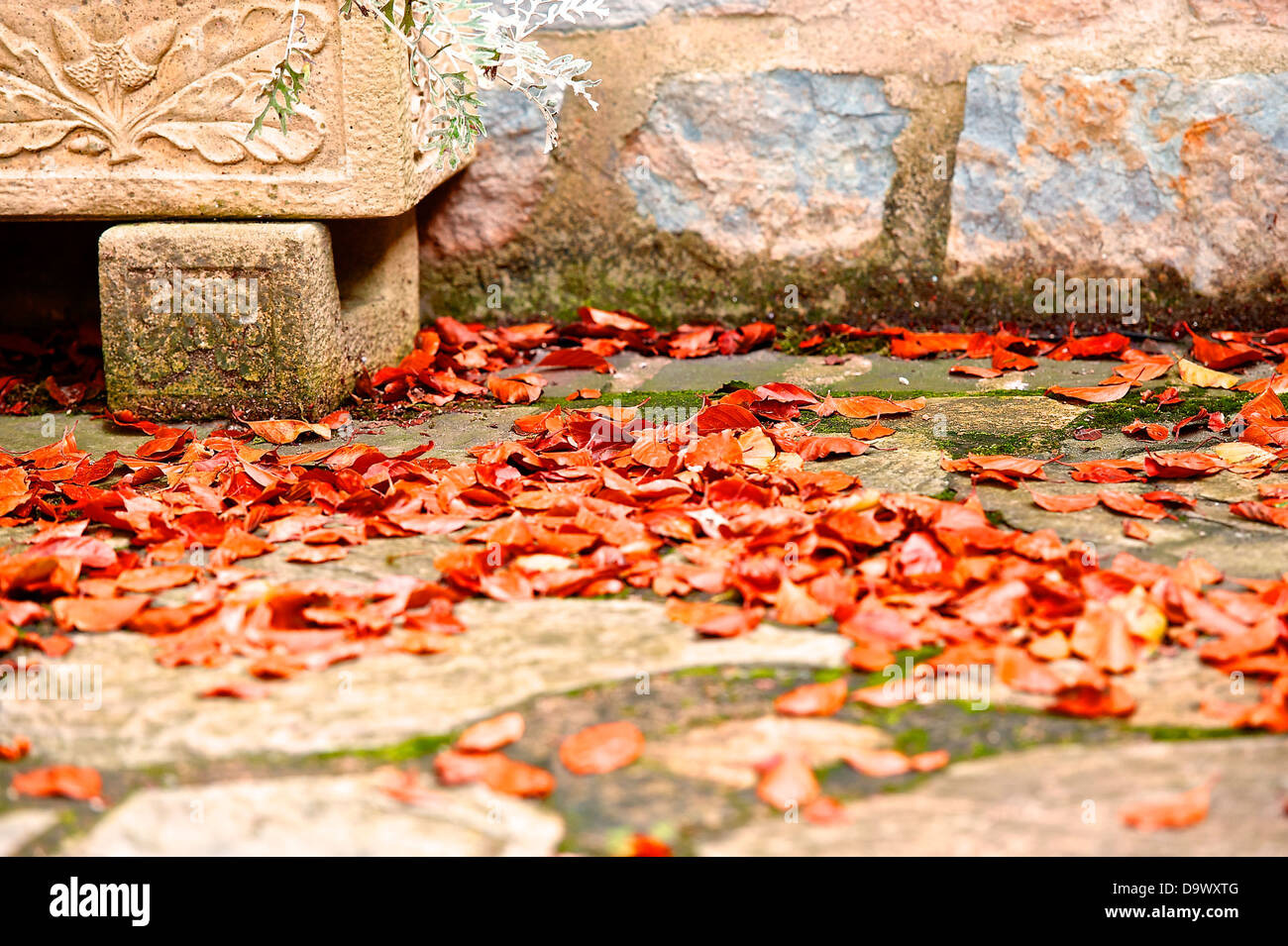 Herbstlaub auf eine Gartenterrasse. Schuss mit einer engen Schärfentiefe im warmen Abendlicht. Stockfoto