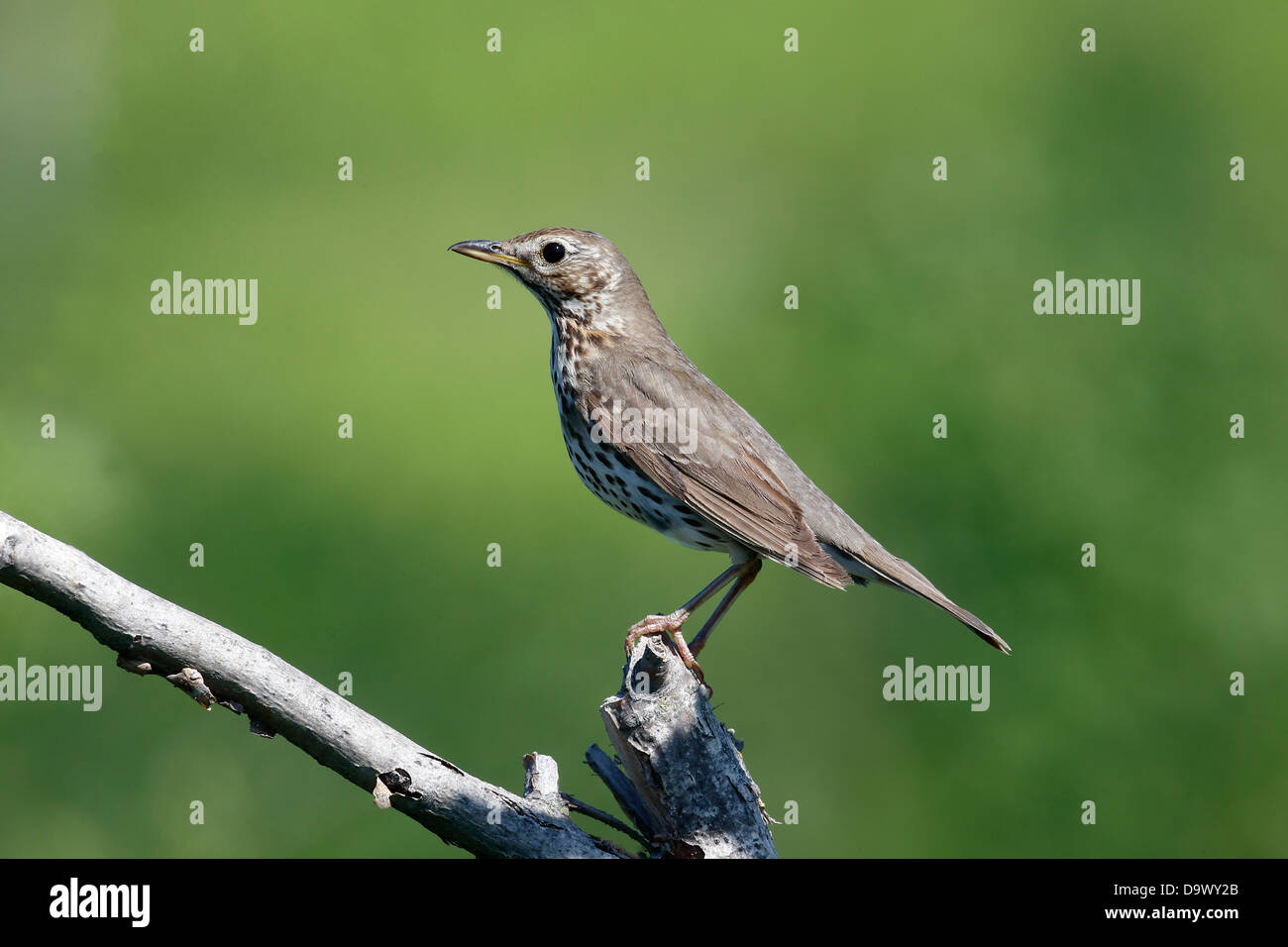 Singdrossel, Turdus Philomelos, einziger Vogel auf Zweig, Bulgarien, Mai 2013 Stockfoto