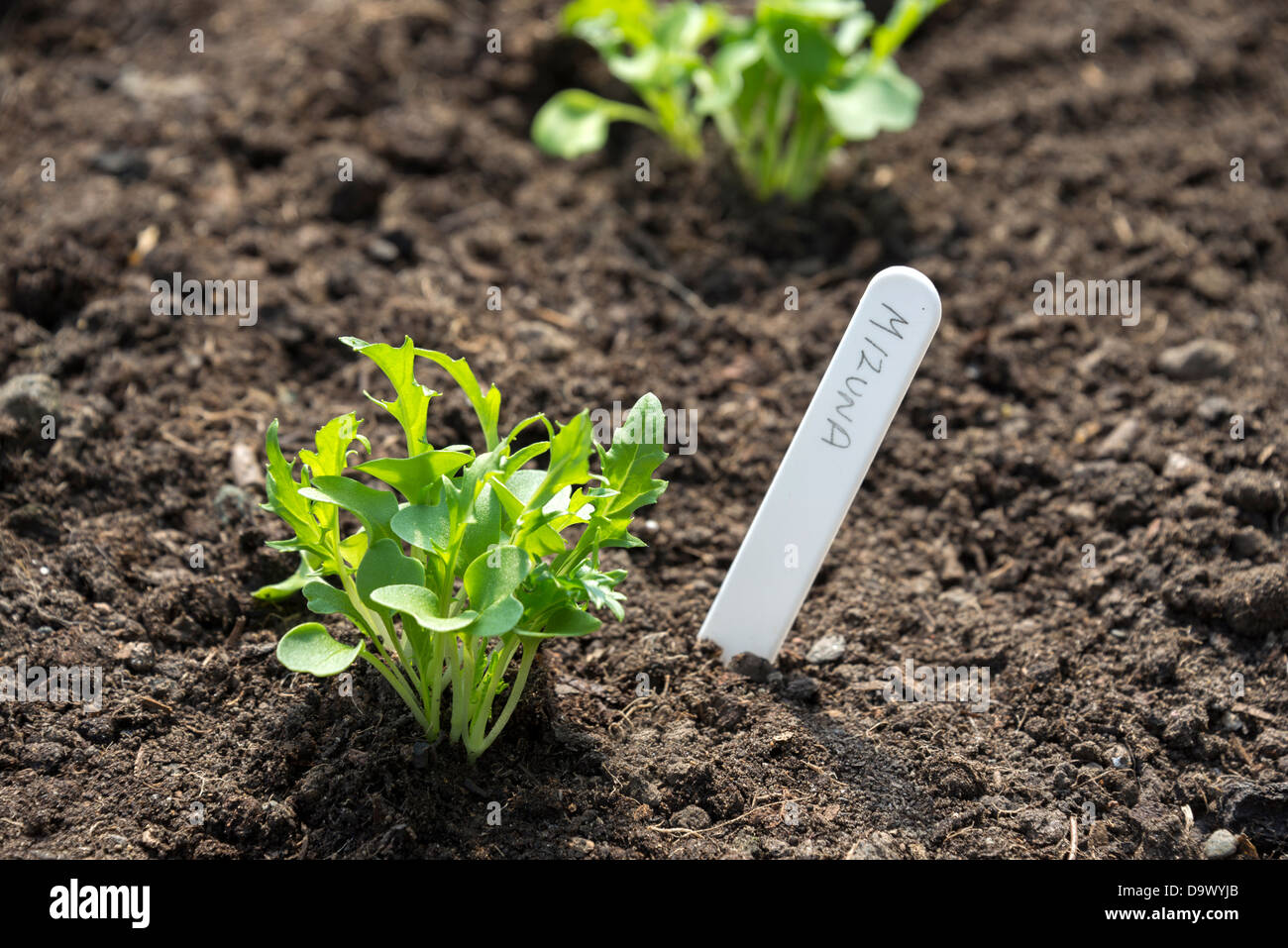 Mizuna Sämlinge (Brassica Rapa Nipposinica). Sheffield, South Yorkshire, England. Stockfoto