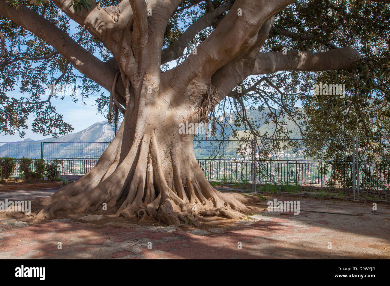 Monreale - sehr alter Baum im Hinterhof der Basilika Stockfoto