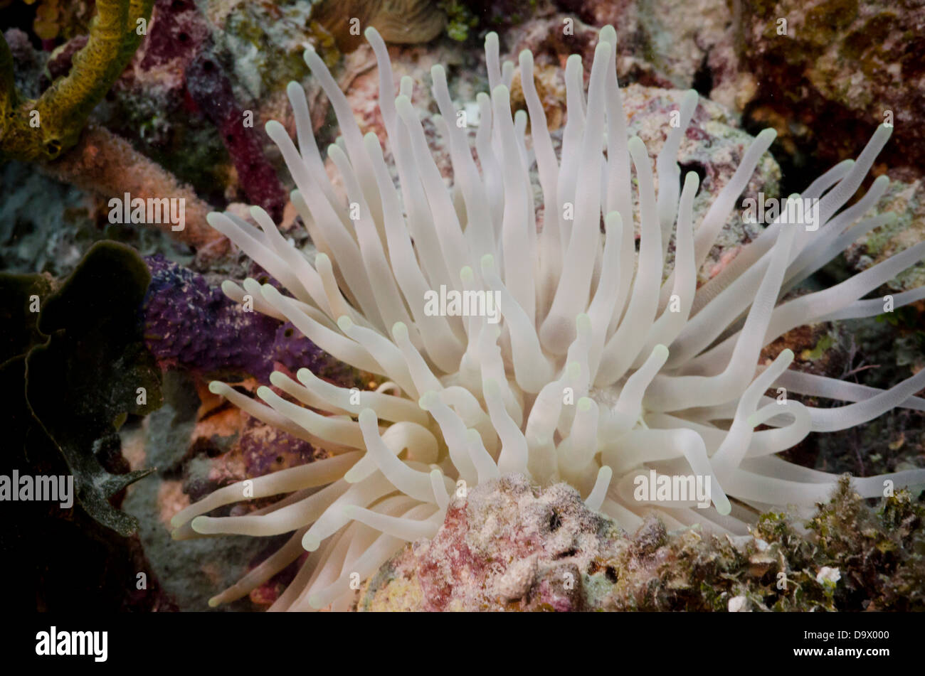 Weiße Seeanemone Stockfoto