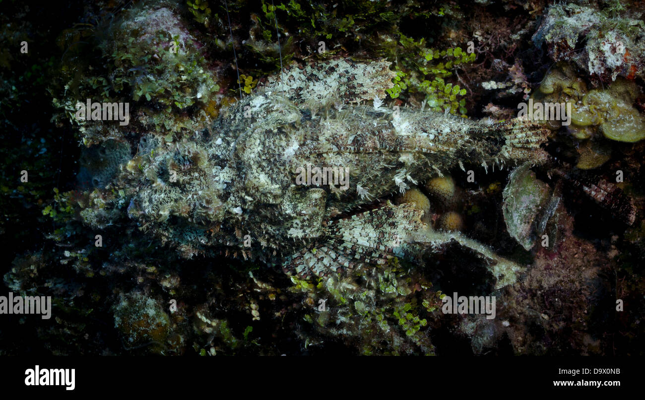 Steinfische. Es gehört zu den giftigsten Fischen, die derzeit in der Welt bekannt. Es fand in Cozumel, Mexiko. Stockfoto