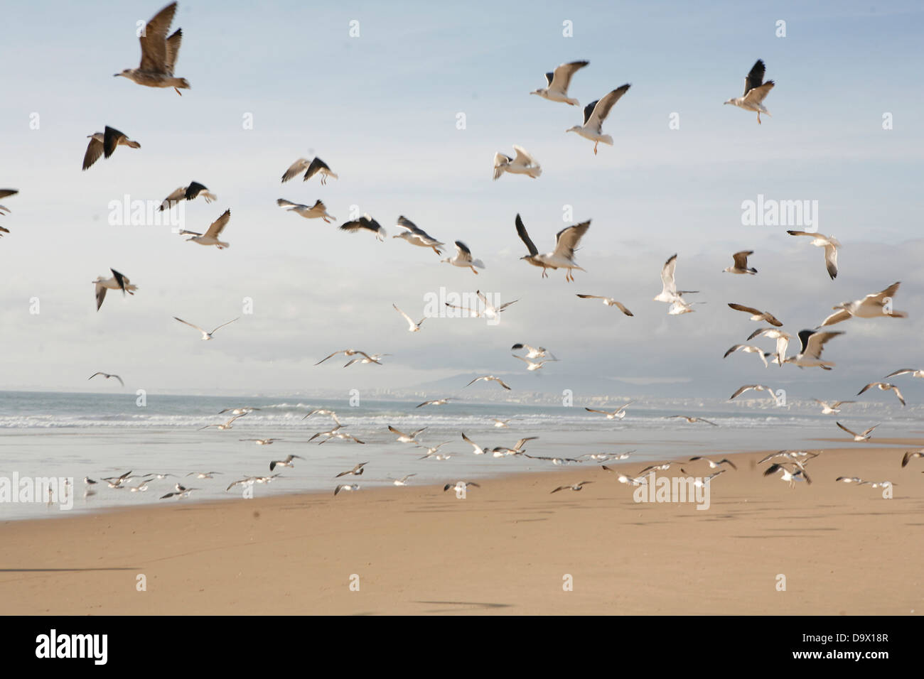 Strand Reflexion Wasser Möwen Wolken Stockfoto