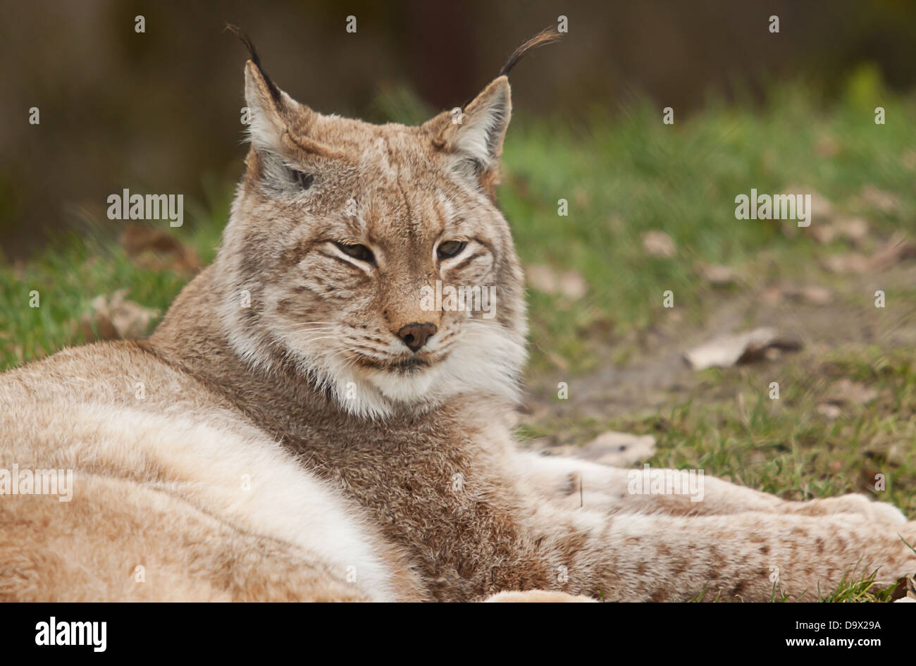erholsamen Norden Luchs Katze Stockfoto