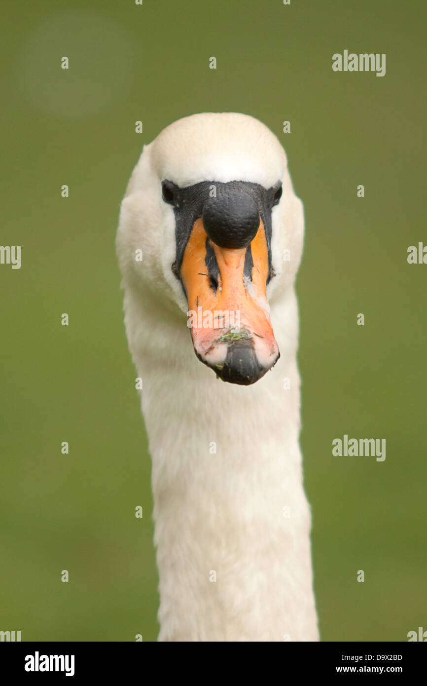 männlichen Höckerschwan Porträt Stockfoto