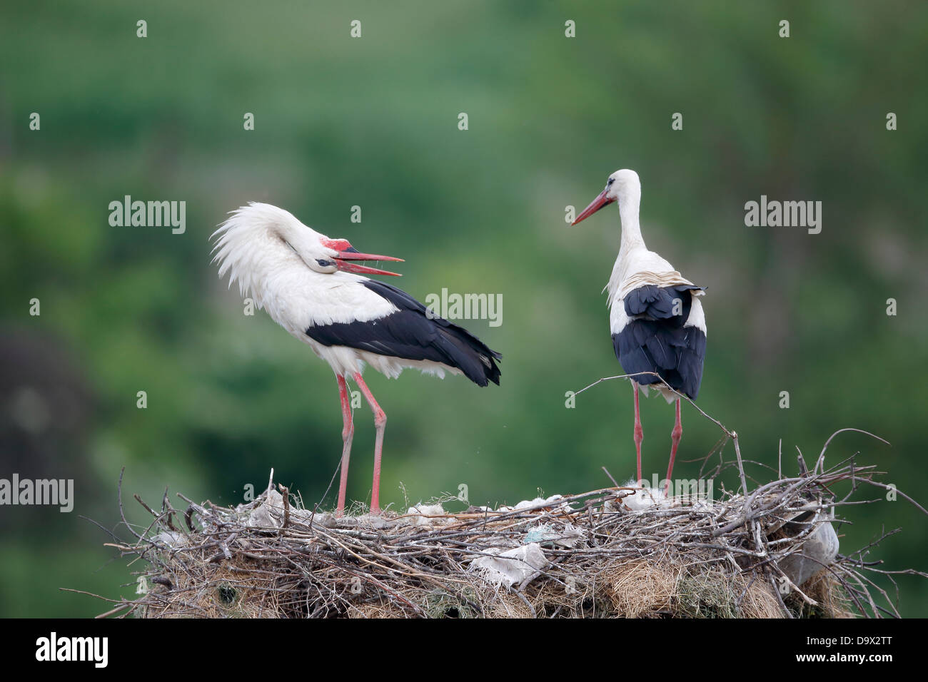 Weißstorch, Ciconia Ciconia, zwei Vögel auf Nest, Bulgarien, Mai 2013 Stockfoto