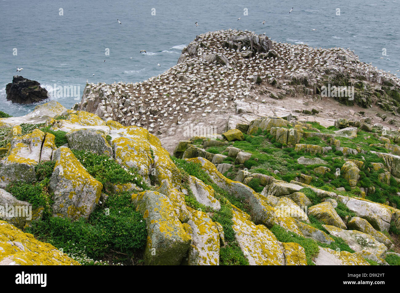 Tölpelkolonie am Saltee große Insel, Irland Stockfoto