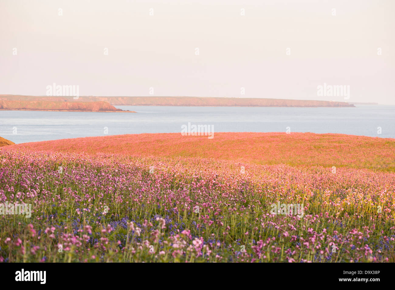 Red Campion, Silene Dioica, in der Abenddämmerung, Skomer, South Pembrokeshire, Wales, Vereinigtes Königreich Stockfoto