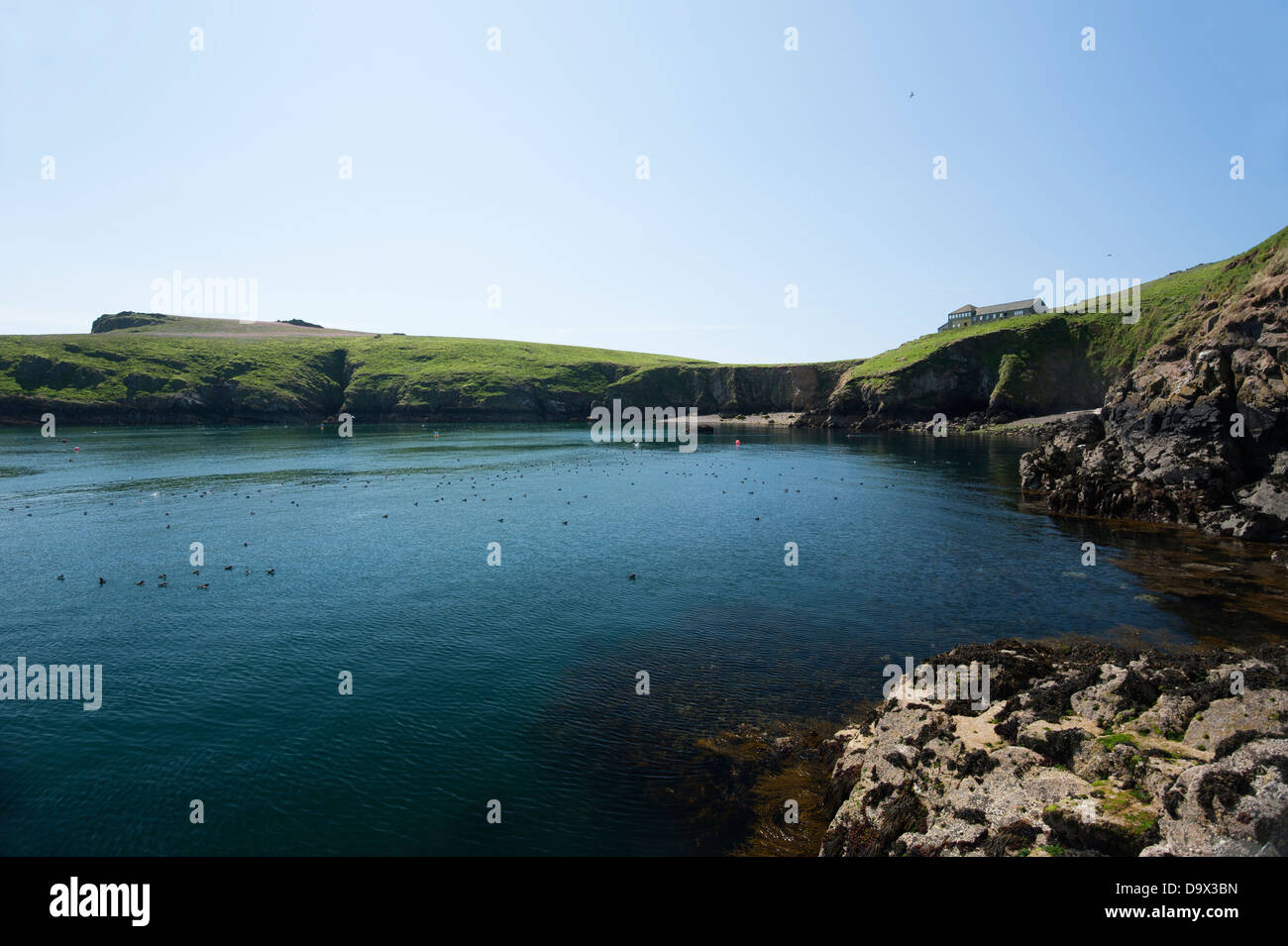 Die Bucht bei North Haven, Skomer, South Pembrokeshire, Wales, Vereinigtes Königreich Stockfoto