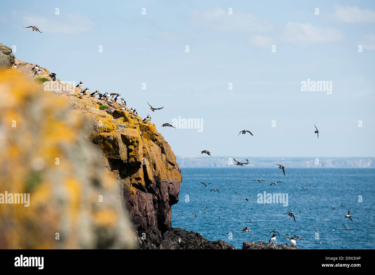 Massen der Papageientaucher im Flug, Fratercula Arctica, mit Guillemots, Uria Aalge Skomer, South Pembrokeshire, Wales, Vereinigtes Königreich Stockfoto