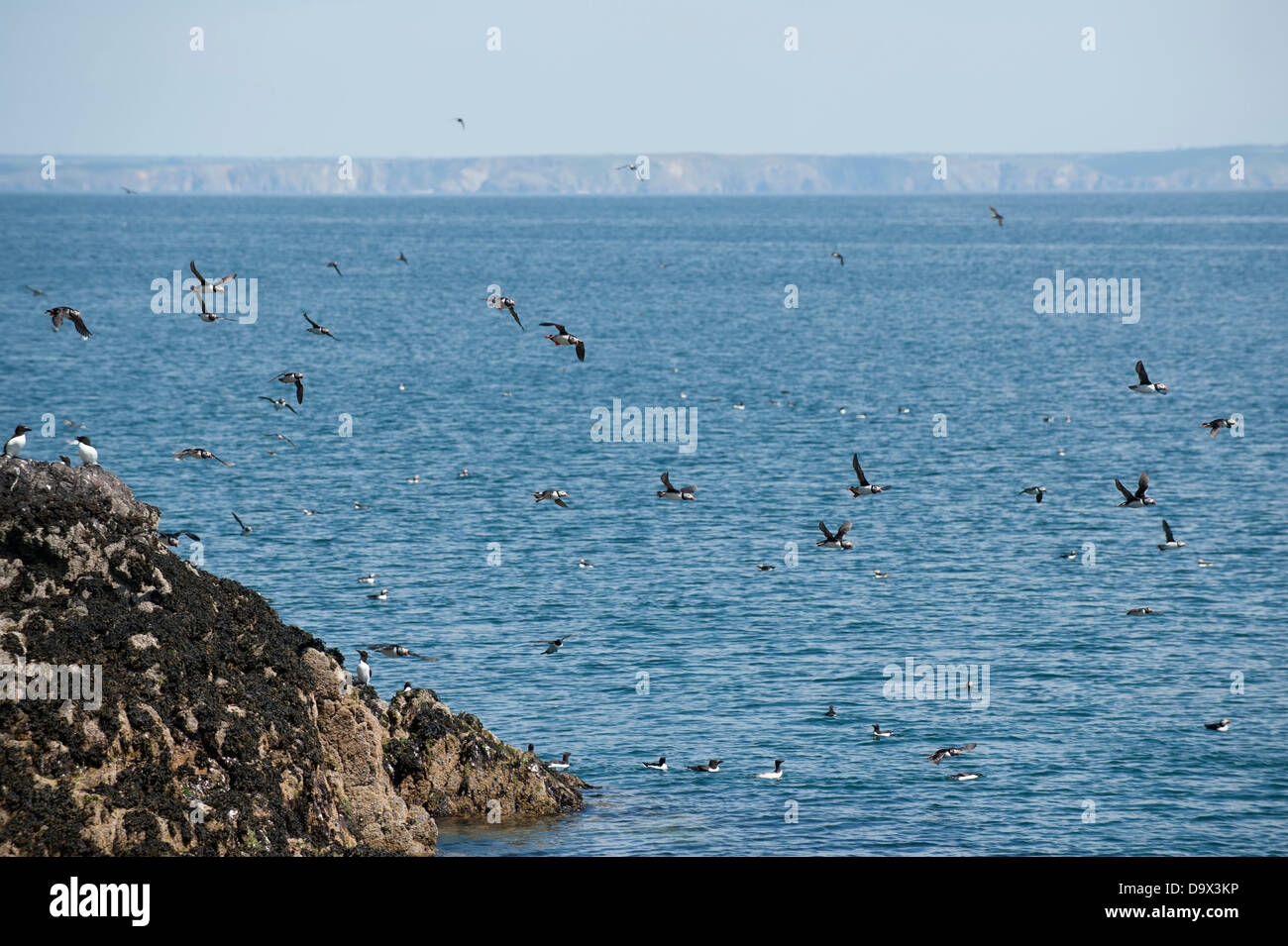 Massen der Papageientaucher im Flug, Fratercula Arctica, mit Guillemots, Uria Aalge Skomer, South Pembrokeshire, Wales, Vereinigtes Königreich Stockfoto