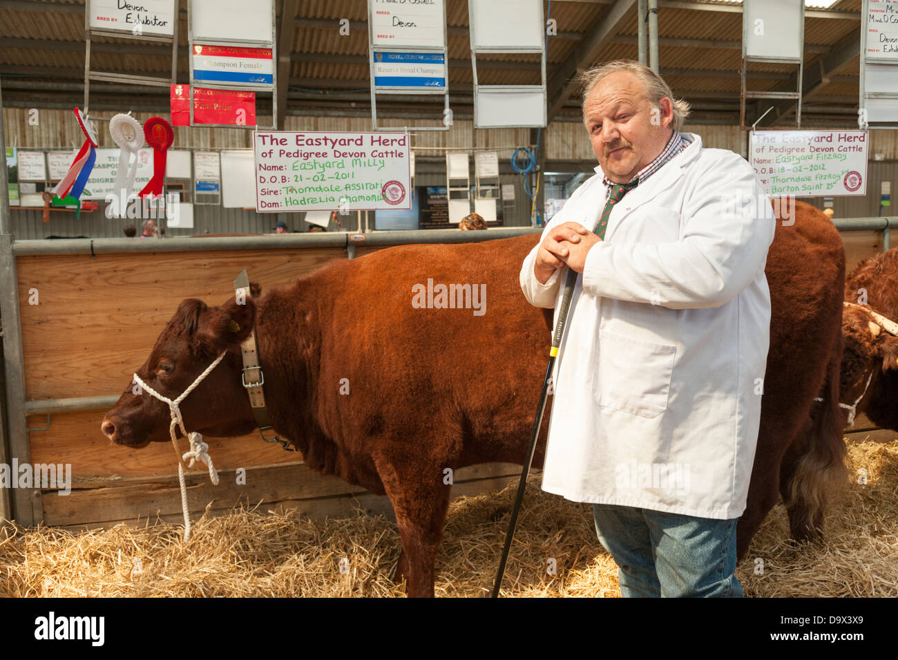 Ein Bauer steht stolz mit seinem preisgekrönten rot Ruby Devon Kuh der Royal Cornwall Show 2013 Stockfoto