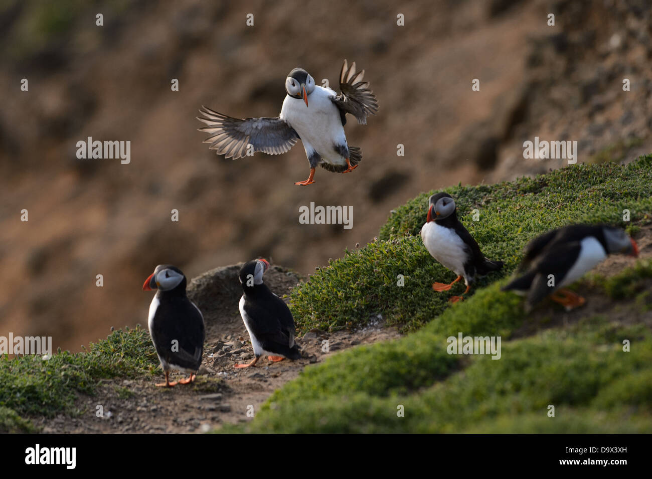 Fliegende Papageitaucher, Papageientaucher im Flug Stockfoto