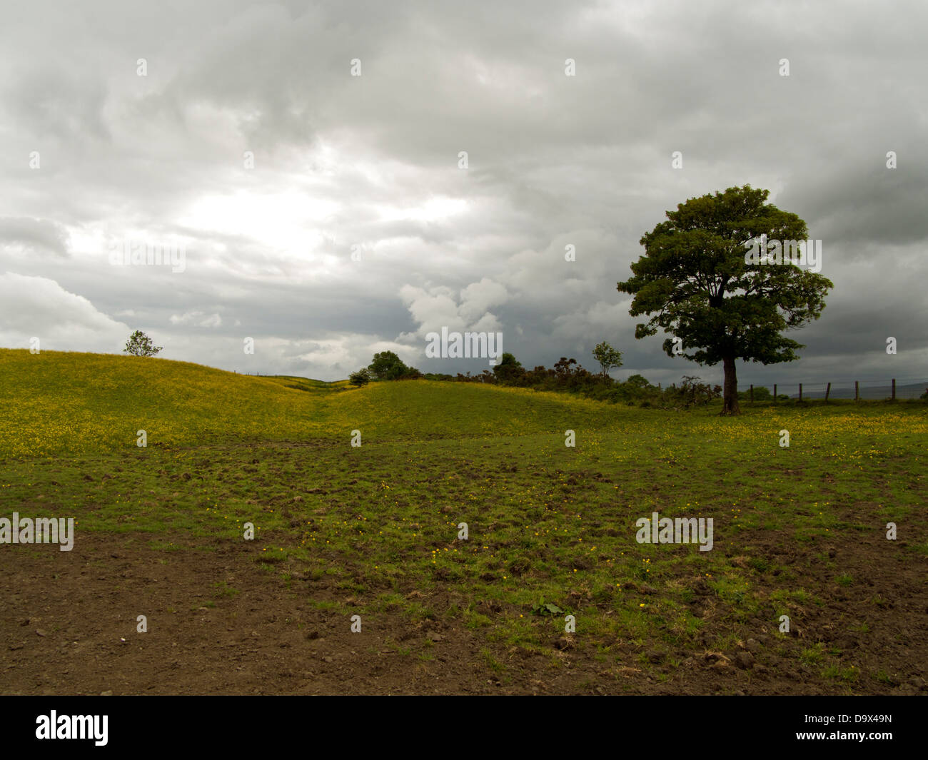 Die Antonine Wand, die römische-Finale Grenze in Großbritannien, gekleidet in Ranunkeln in der Nähe von Castlecary, Schottland Stockfoto