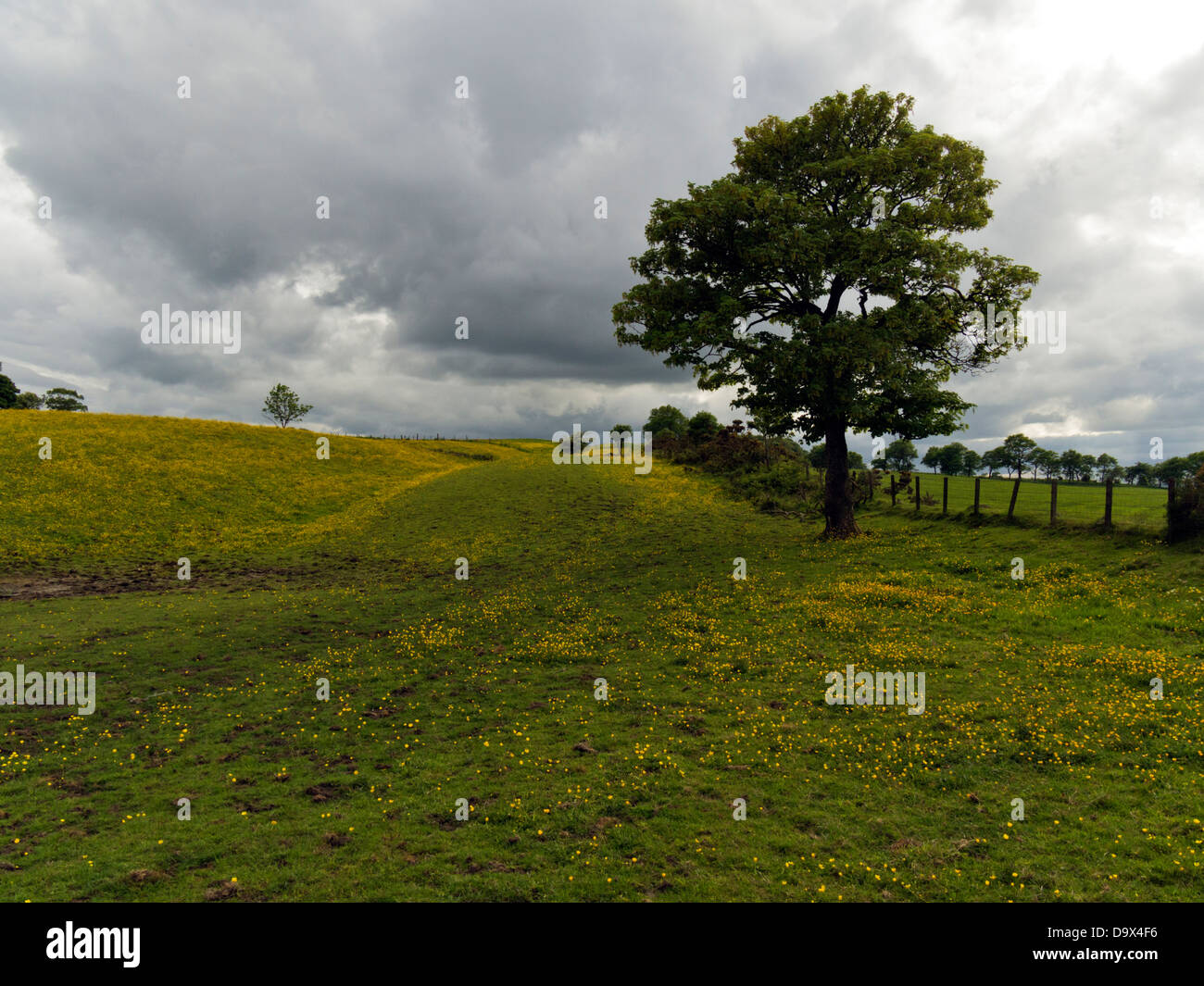 Die Antonine Wand, die römische-Finale Grenze in Großbritannien, gekleidet in Ranunkeln in der Nähe von Castlecary, Schottland Stockfoto