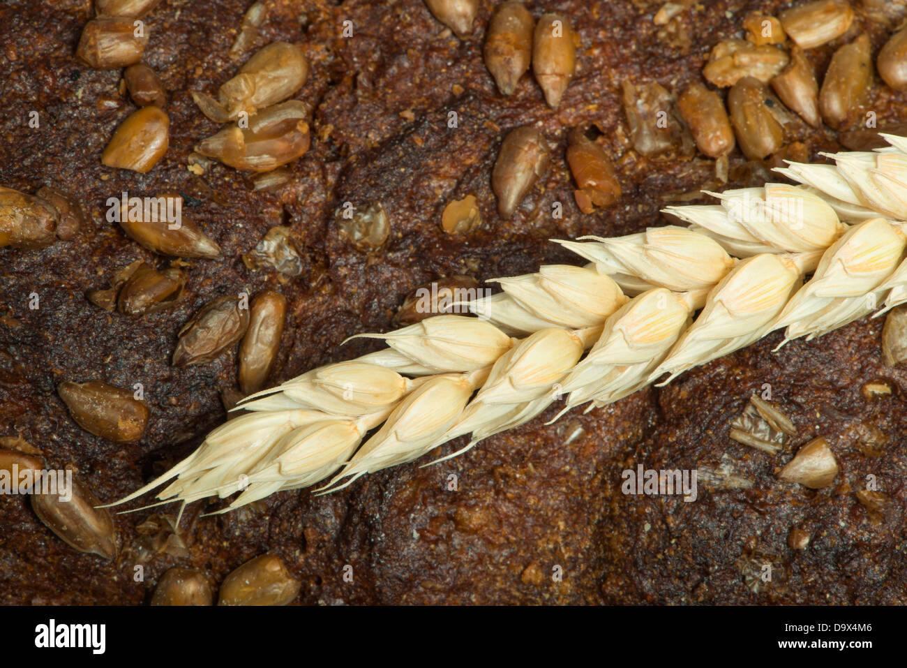 Brot und Weizen Getreide hautnah. Studuo Schuss Stockfoto