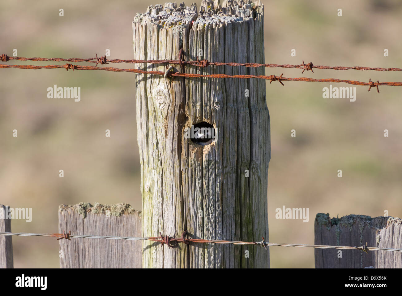 Schwarz-capped Meise im nest Stockfoto