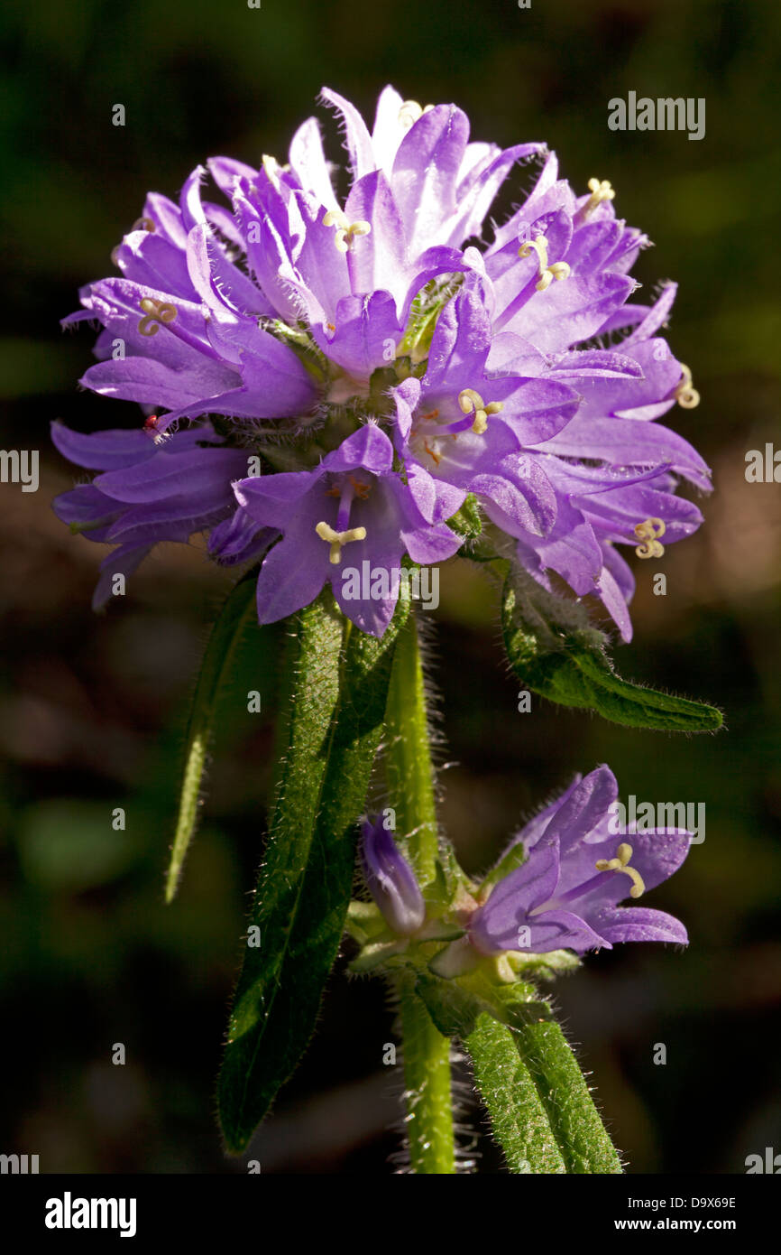 Borstigen Bellfower (Campanula Cervicaria) Stockfoto