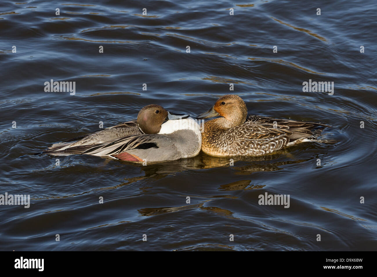 Nördlichen Pintail, männlich und weiblich Stockfoto