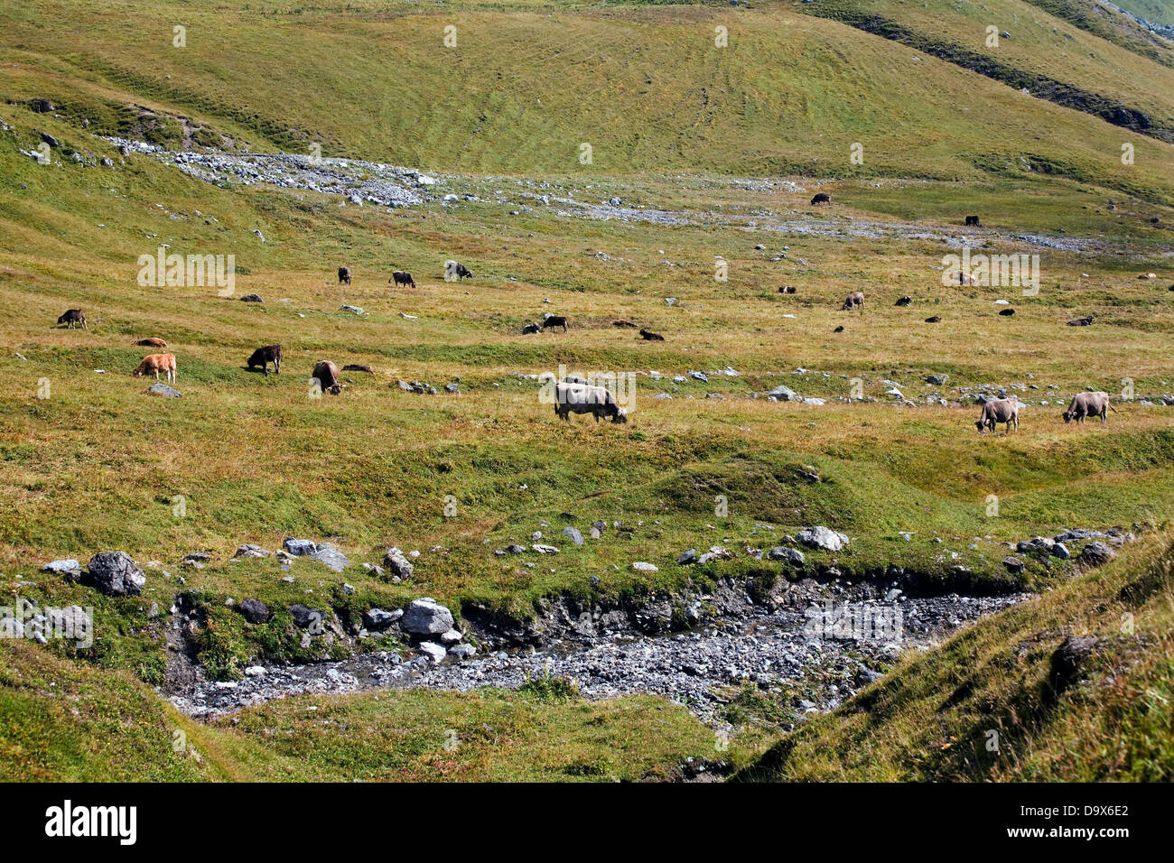 Schweizer braune Rinder Weiden entlang der Chuecalanda-Madrisa-Klosters-Graubünden Schweiz Stockfoto