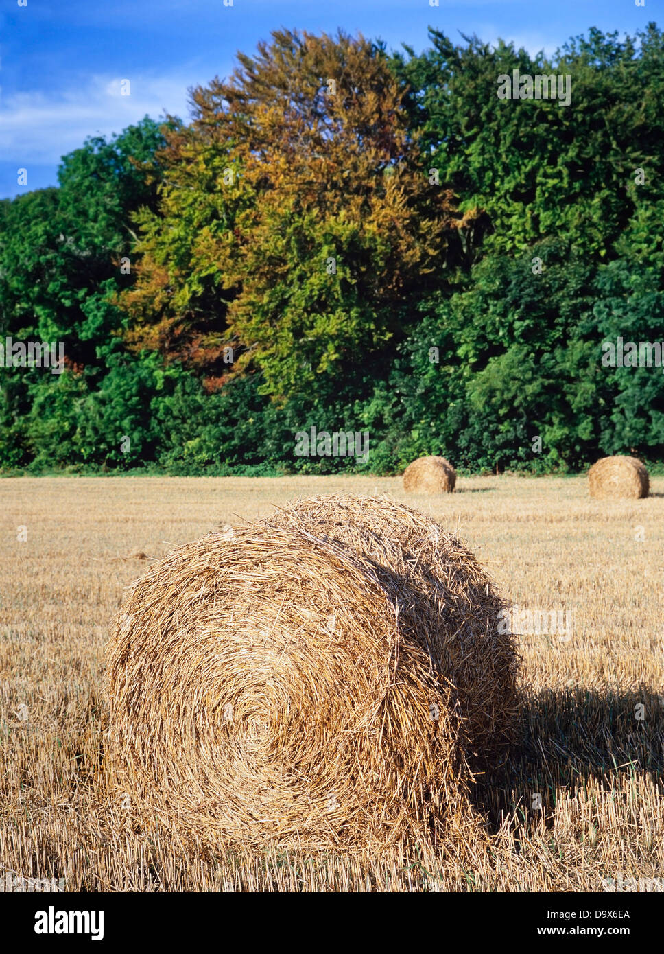 Sommer Ernte, Hertfordshire, UK, gebundenes Heu Rollen links nach Ernte. Stockfoto